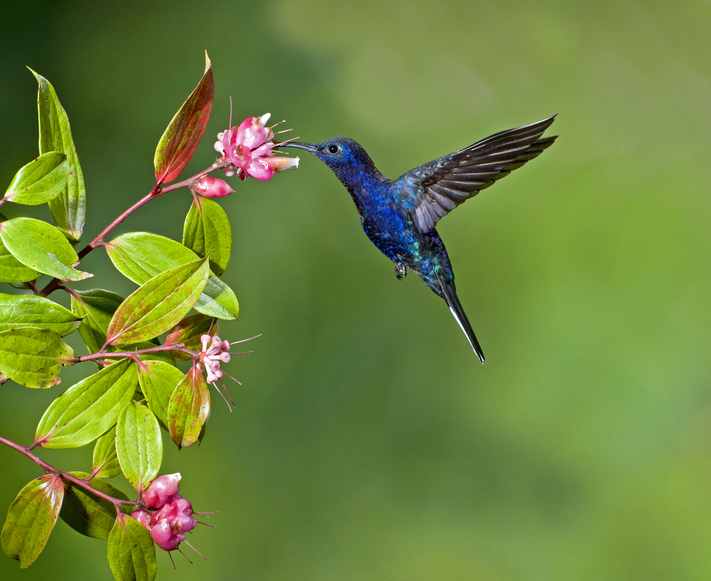 Google Hummingbird: The Most Significant Algorithm Update Since 2010?