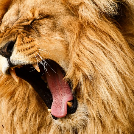 Infographic: The Era of the Content Beast
