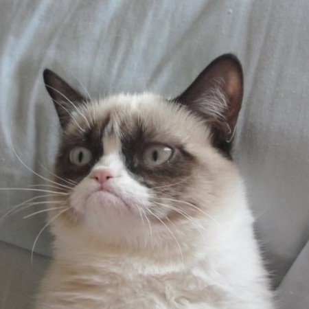 How Grumpy Cat Is Purrfect At Copywriting