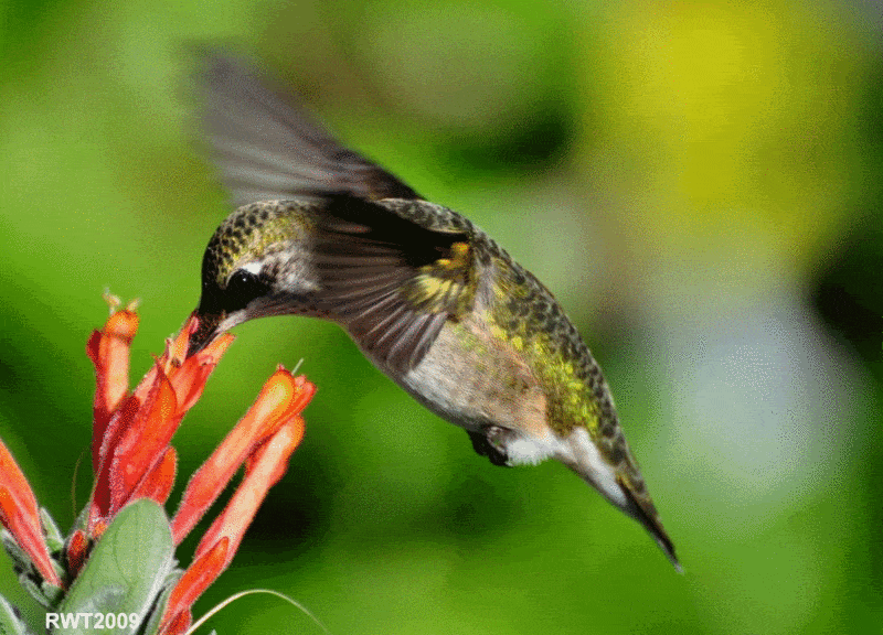 hummingbird