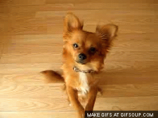 cutedog