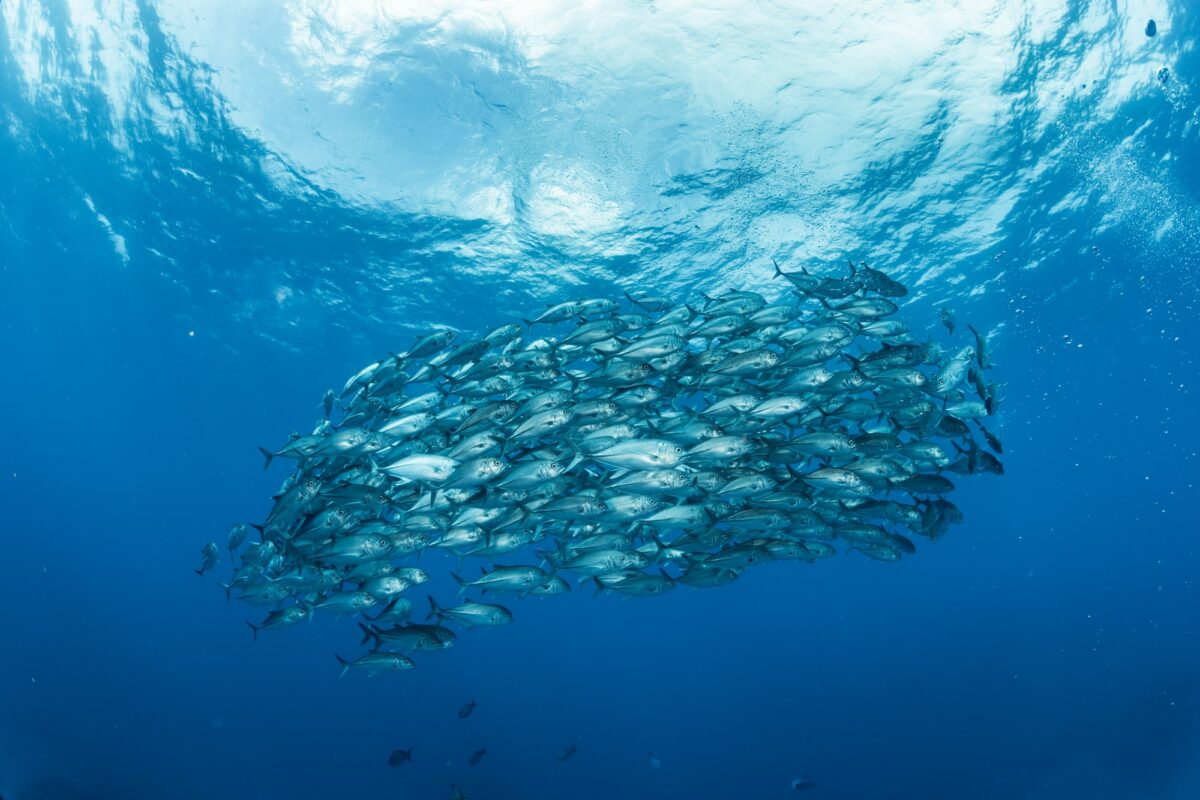 Fish In The Sea